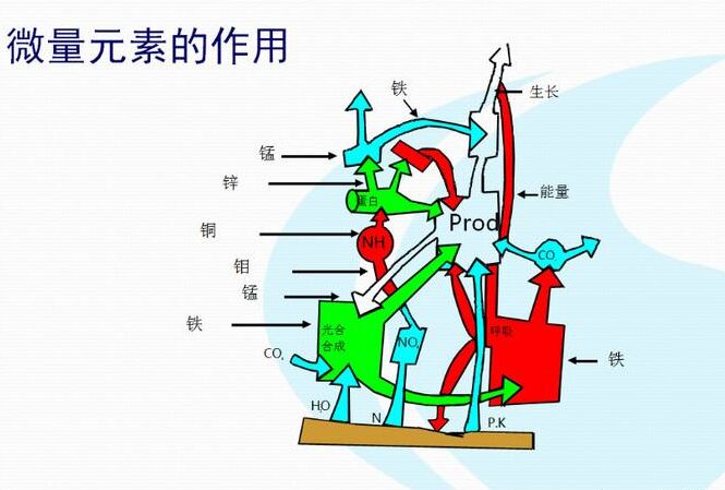 全自动草莓视频污免费下载厂家分析体内微量元素的互相作用